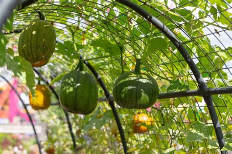 grow pumpkins on old metal box spring|pumpkin tree trellis.